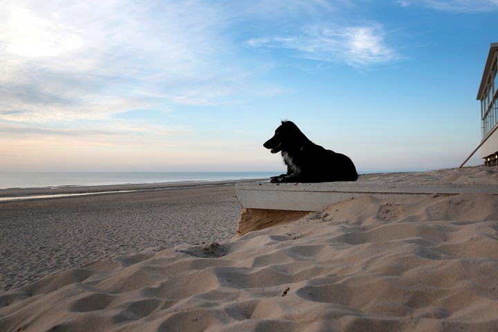 Een hond ligt op het strand en kijkt over zee